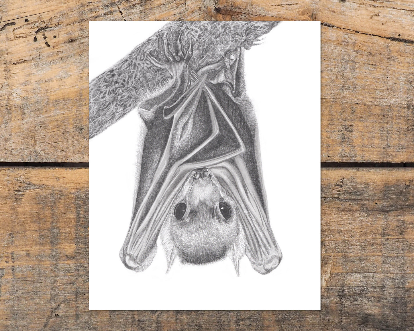 Creature of the Night | Bat Art Print